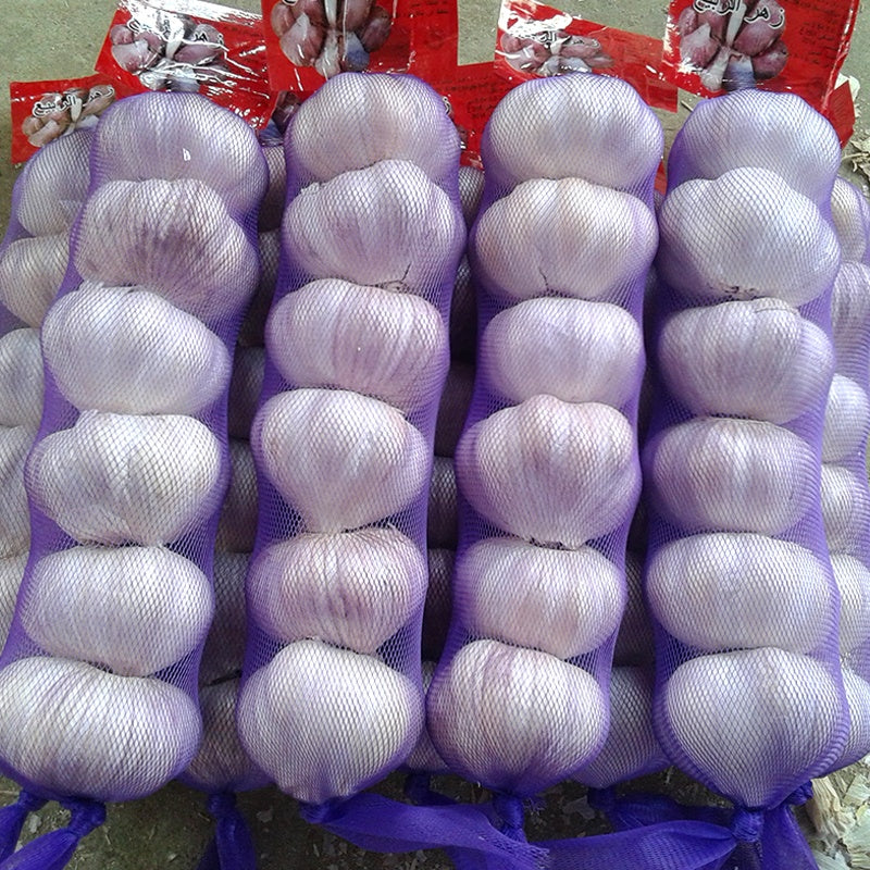 Garlic