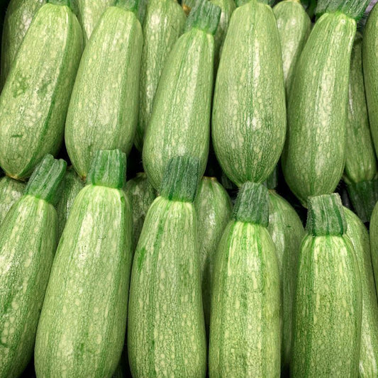 Zucchini Grey
