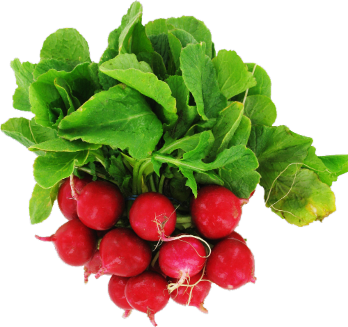 Radishes