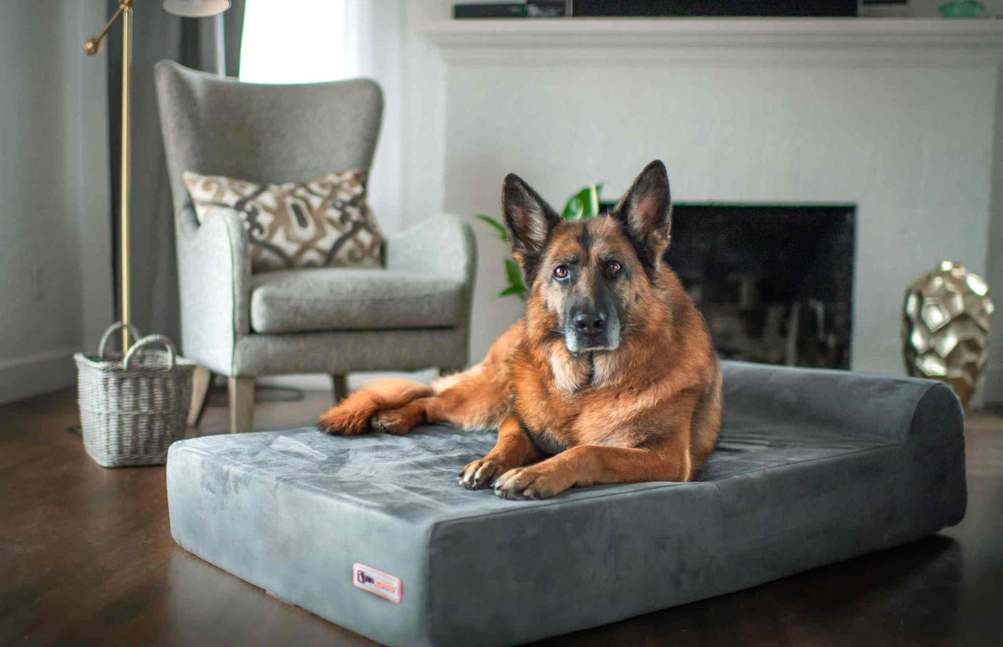 Orthopedic Dog Beds