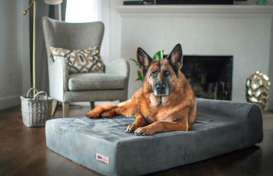 Orthopedic Dog Beds