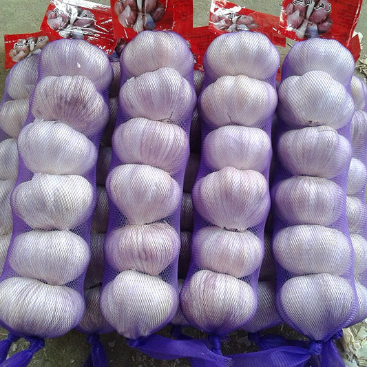 Garlic